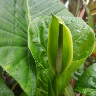 Alocasia Odora