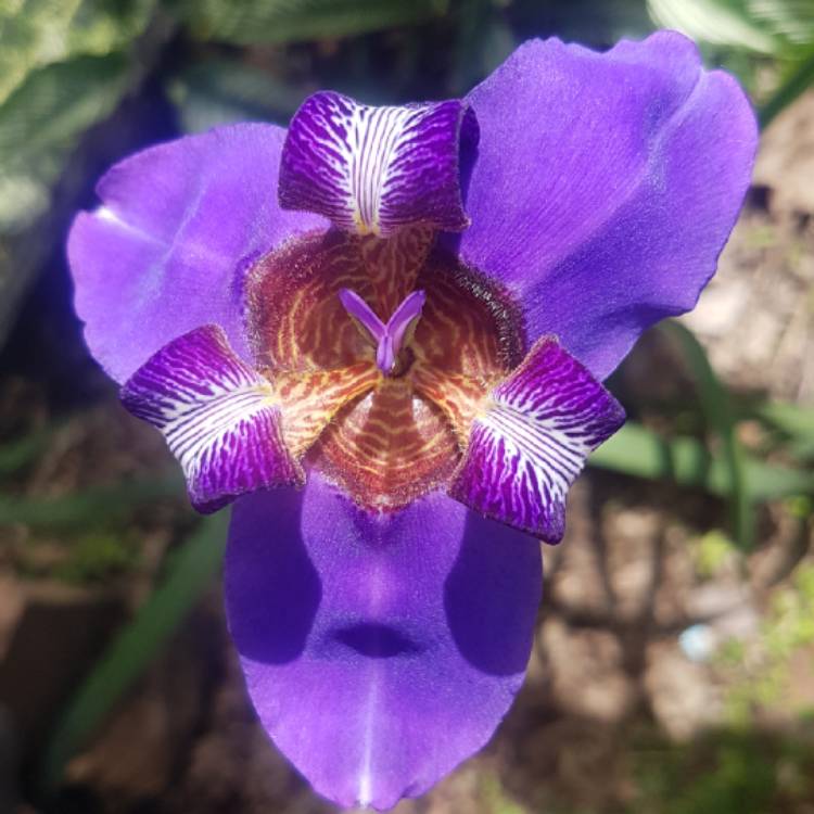 Plant image neomarica caerulea