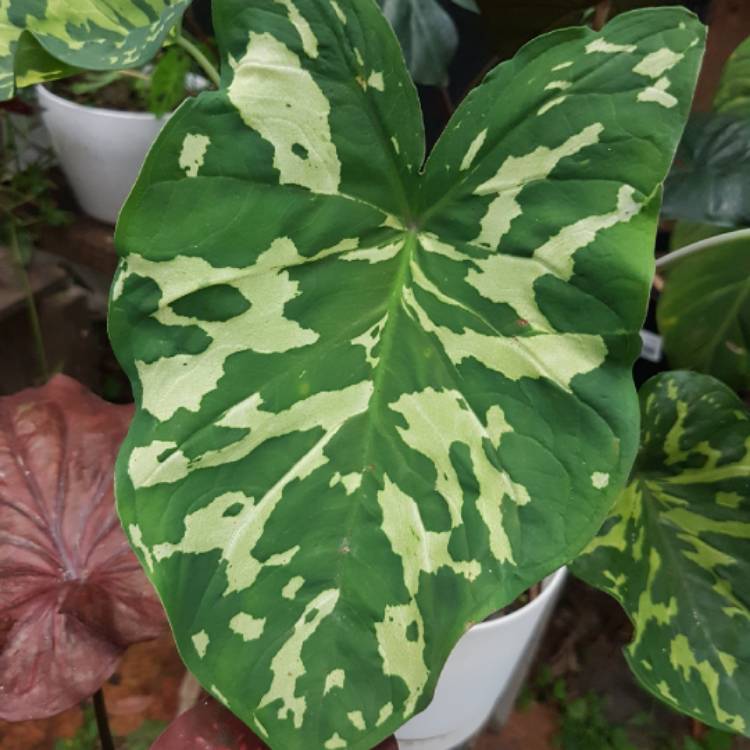 Plant image Alocasia 'Hilo Beauty'