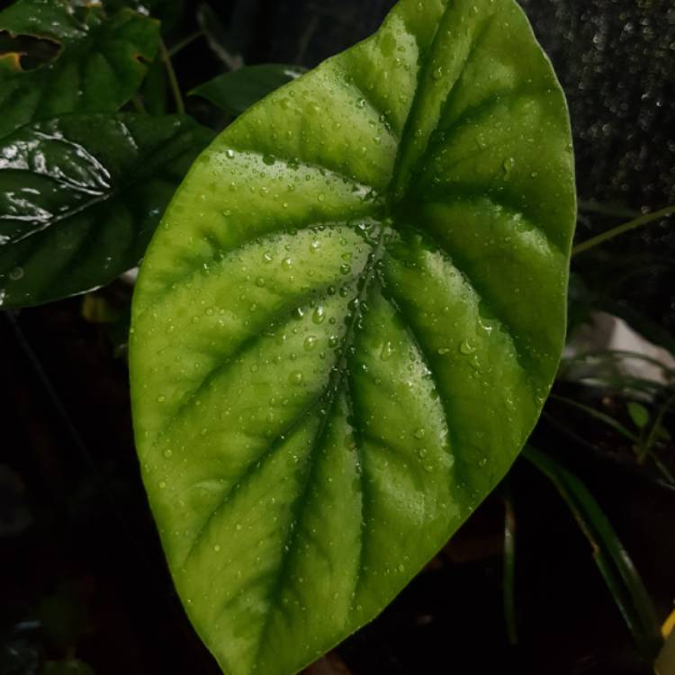 Plant image Alocasia clypeolata syn. Alocasia 'Green Shield', Alocasia clypeolata 'Green Shield'