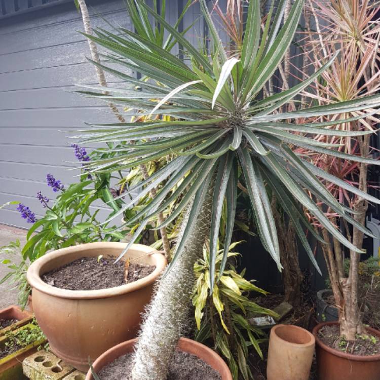 Plant image Pachypodium geayi