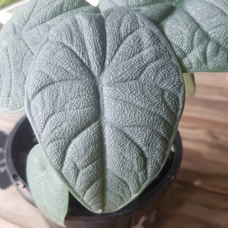 Plant image Alocasia melo