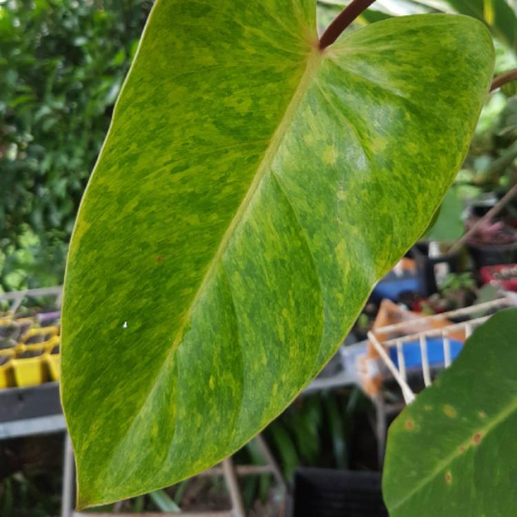 Plant image Philodendron 'Painted Lady'