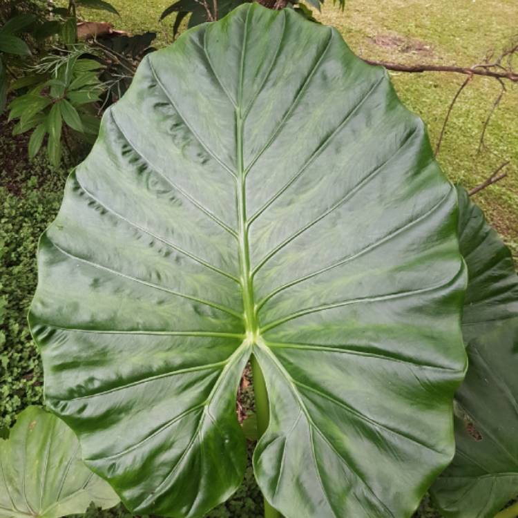 Plant image Alocasia Odora