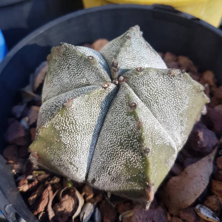 Plant image Astrophytum