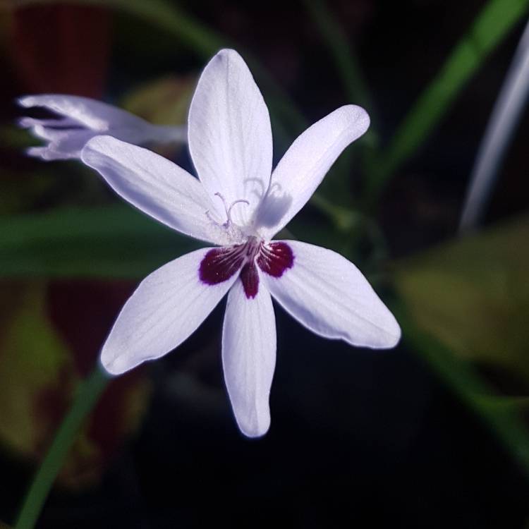 Plant image Freesia laxa syn. Anomatheca laxa, Anomatheca cruenta, Lapeirouisa cruenta, Lapeirousia laxa