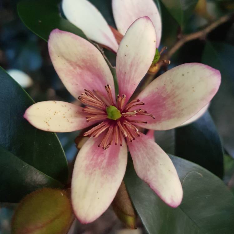 Plant image Michelia figo syn. Magnolia figo