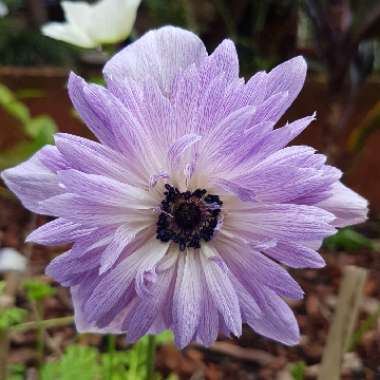 Anemone hupehensis syn. Anemone scabiosa