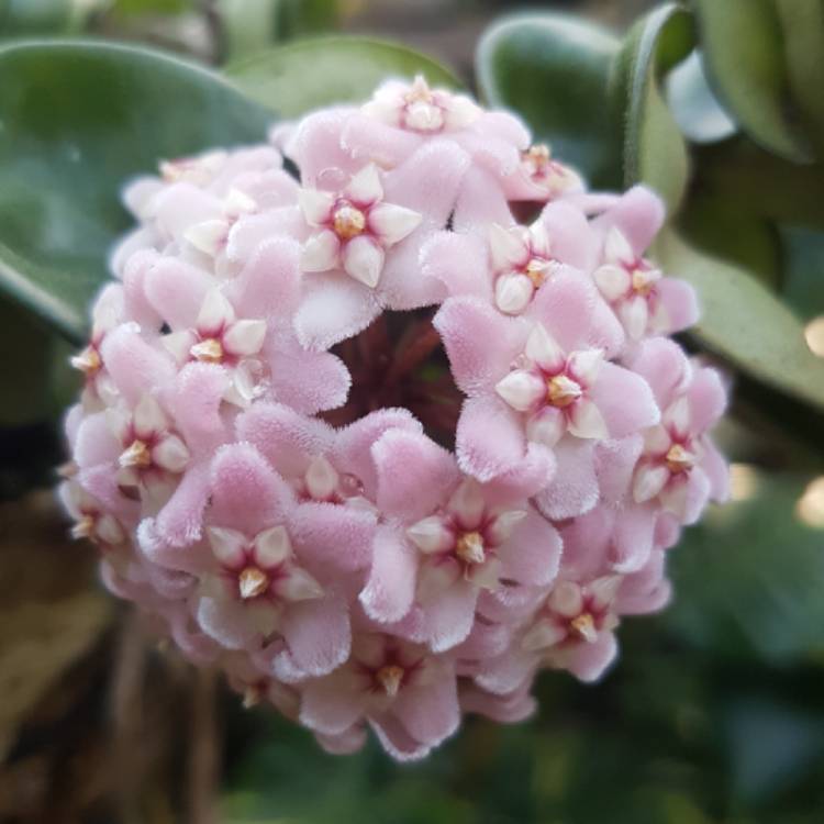 Plant image Hoya Indian Rope 