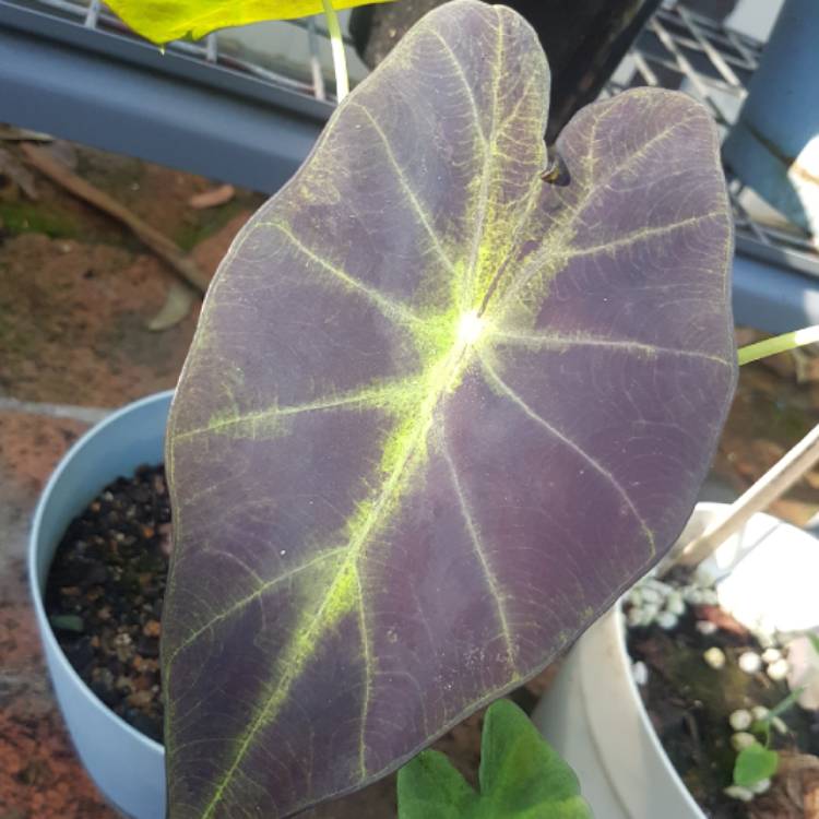 Plant image Colocasia esculenta 'Illustris'