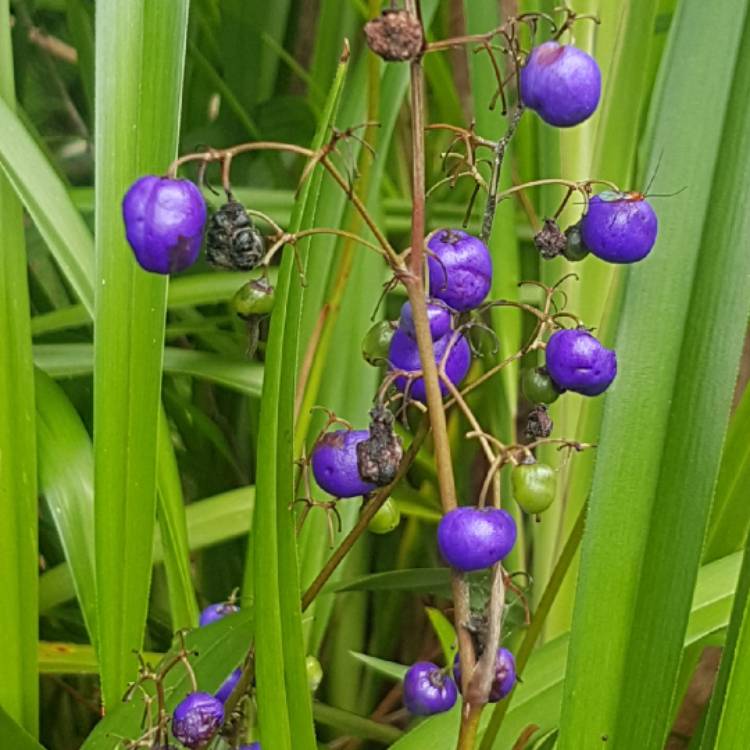 Plant image Dianella