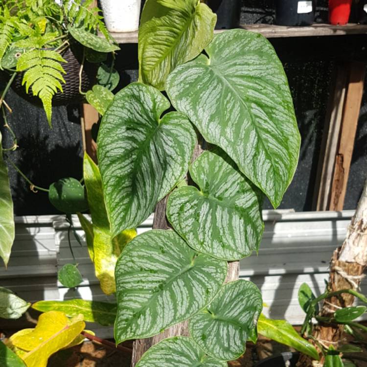 Plant image Monstera dubia