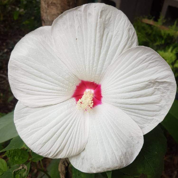 Plant image Hibiscus moscheutos 'Balhibwhi' (Luna Series) syn. Hibiscus moscheutos 'Luna White'