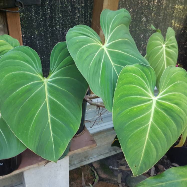 Plant image Philodendron gloriosum