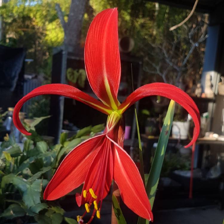 Plant image Sprekelia formosissima syn. Amaryllis formosissima