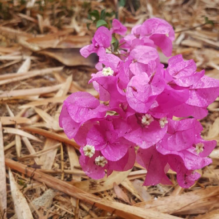 Plant image Bougainvillea 'Bambino'