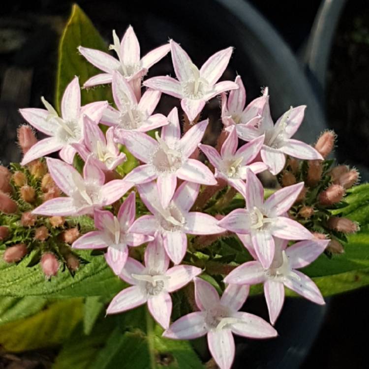 Plant image Pentas