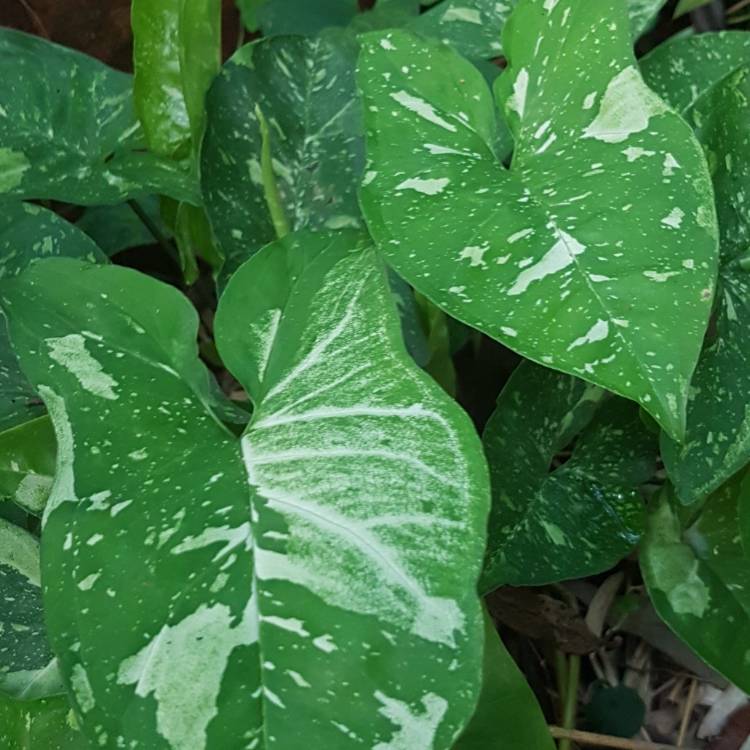 Plant image Syngonium Panda