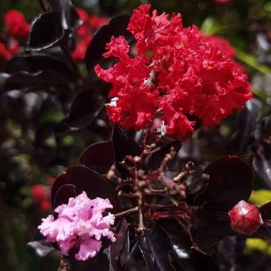 Crepe Myrtle