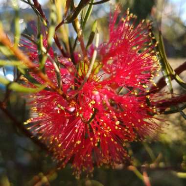 Melaleuca fulgens