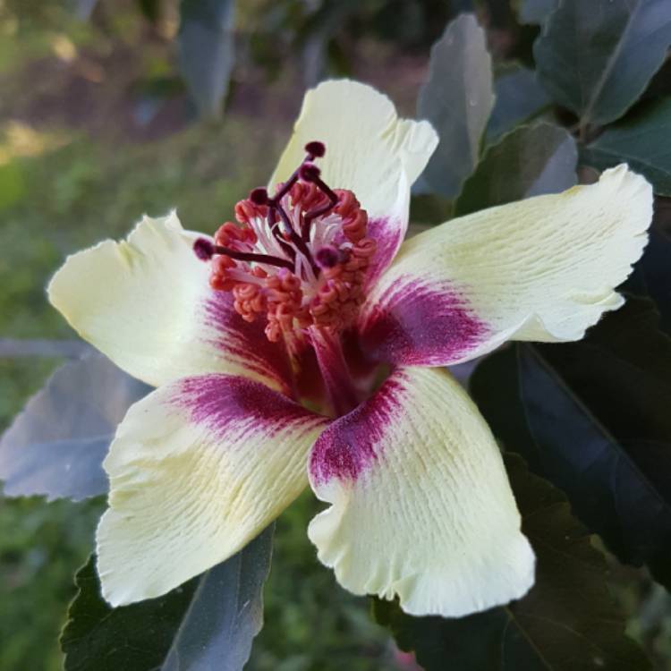 Plant image Hibiscus insularis