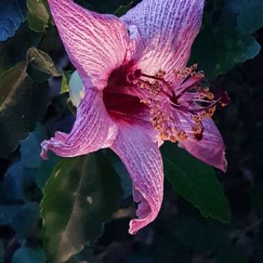 Hibiscus insularis