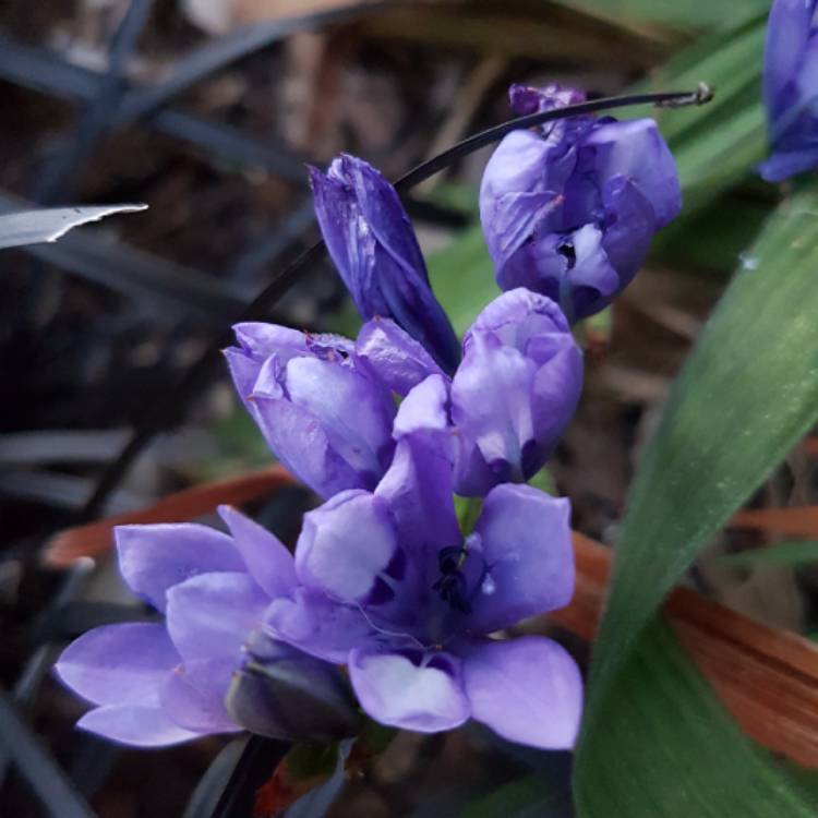 Plant image Babiana stricta