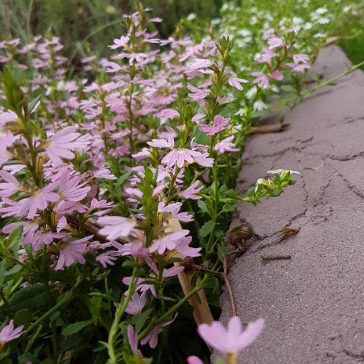 Plant image Scaevola aemula