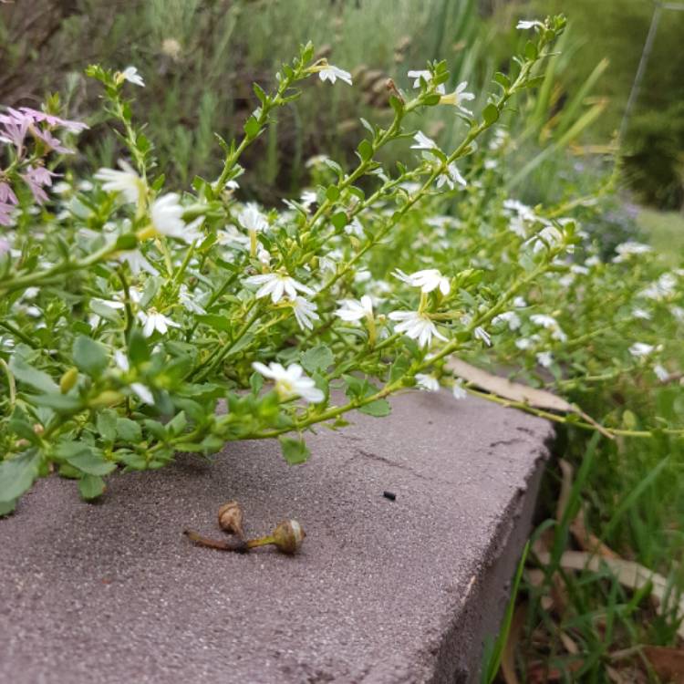 Plant image Scaevola aemula