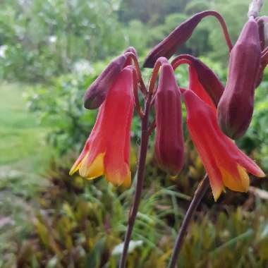 Blandfordia Grandiflora