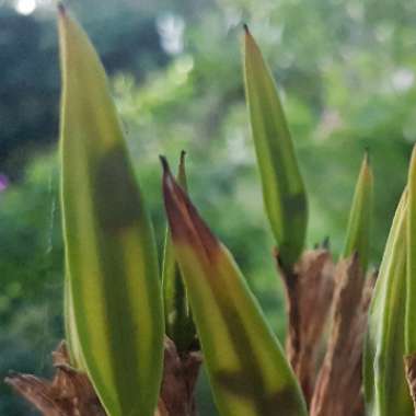 Blandfordia Grandiflora