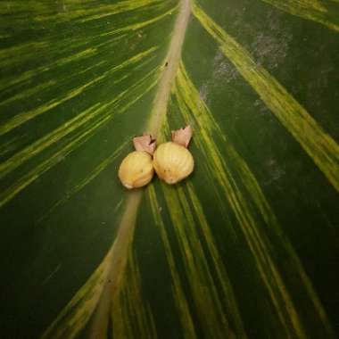 Alpinia Caerulea