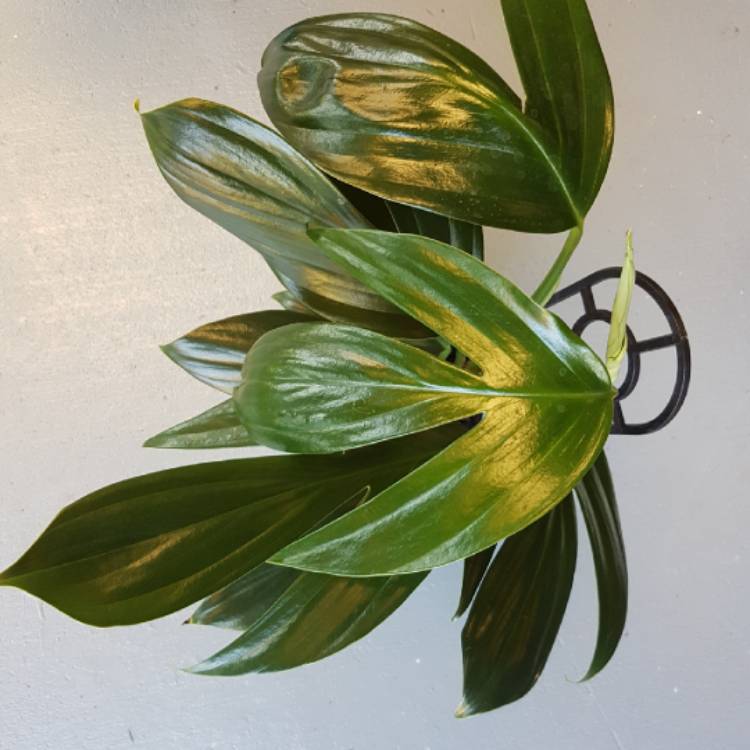 Plant image Epipremnum pinnatum  syn. Monstera pinnata, Philodendron pinnatum, Pothos pinnatus, Rhaphidophora pinnata, Scindapsus pinnatus