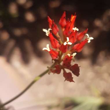 Haemodorum coccineum