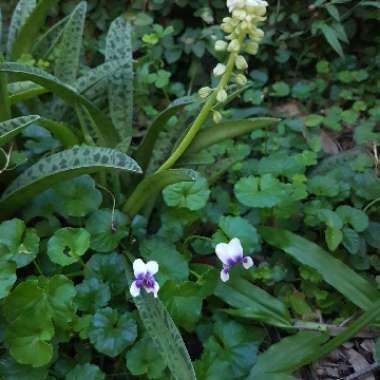 Viola hederacea