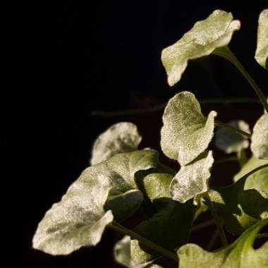 Dichondra repens