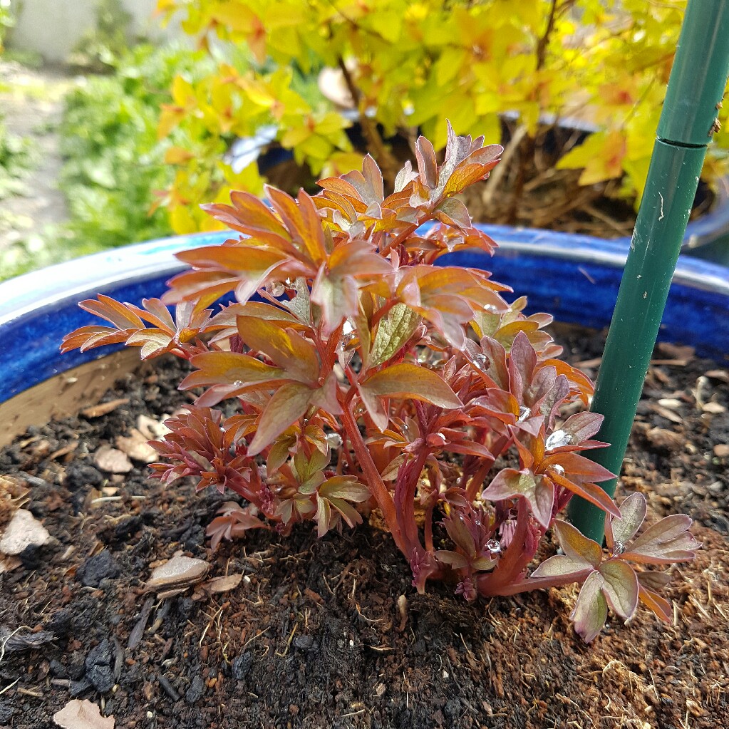 Bleeding Heart 'Valentine'