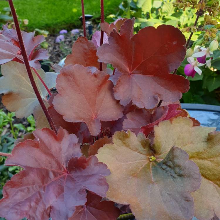 Plant image Heuchera 'Little Cutie Blondie'