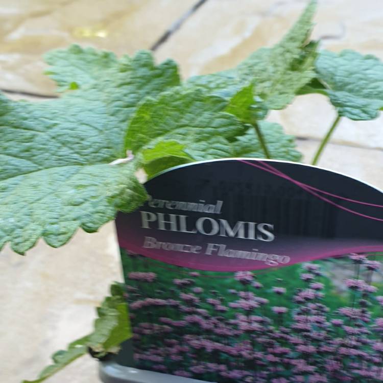 Plant image Phlomis tuberosa 'Amazone'