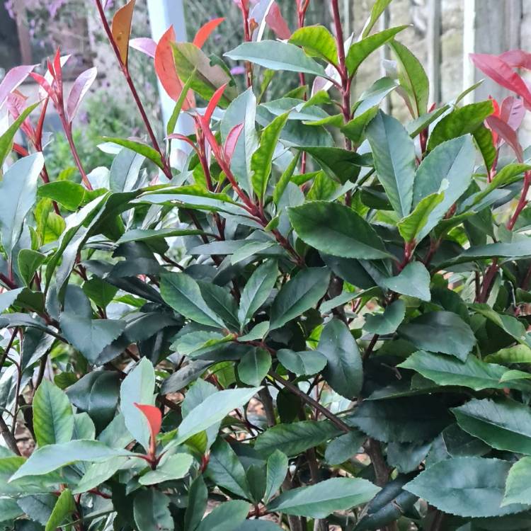 Plant image Photinia x fraseri 'Carre Rouge'