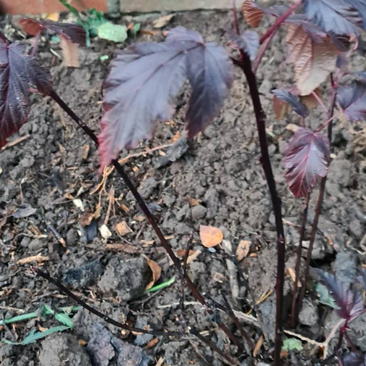 Plant image Physocarpus opulifolius 'Tuilad' syn. Physocarpus opulifolius 'Lady In Red'