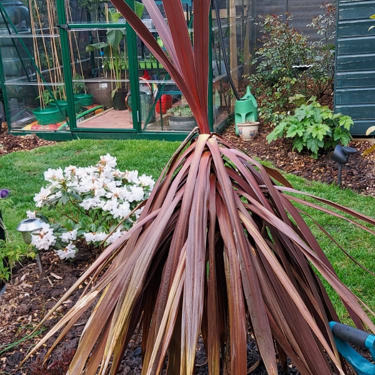 Plant image Cordyline australis 'Torbay Red'