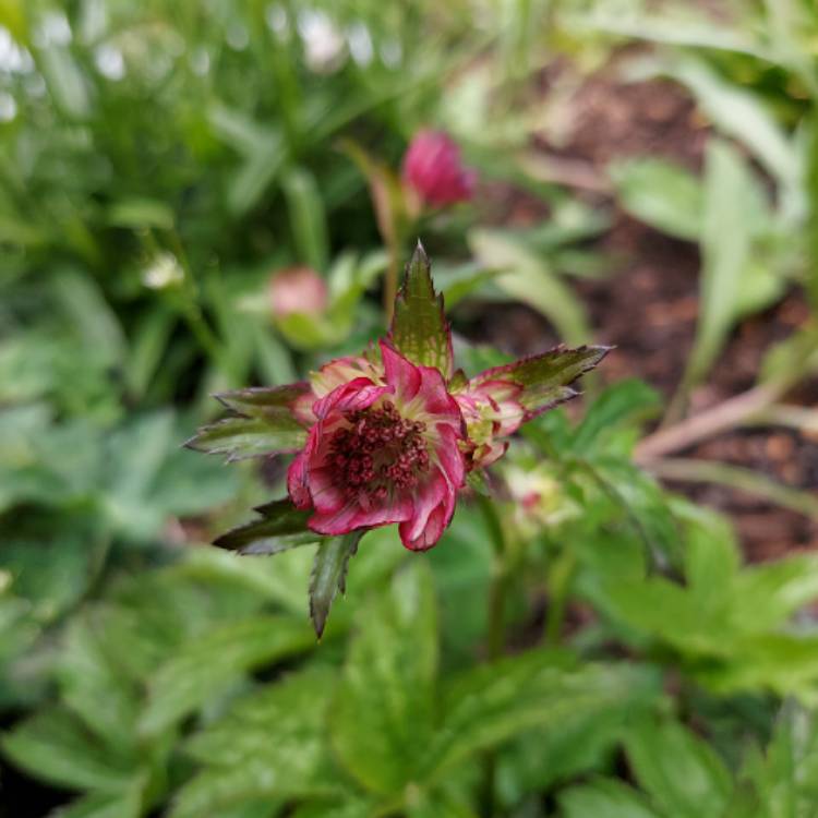 Plant image Astrantia major 'Abbey Road'