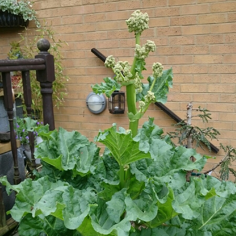 Rhubarb