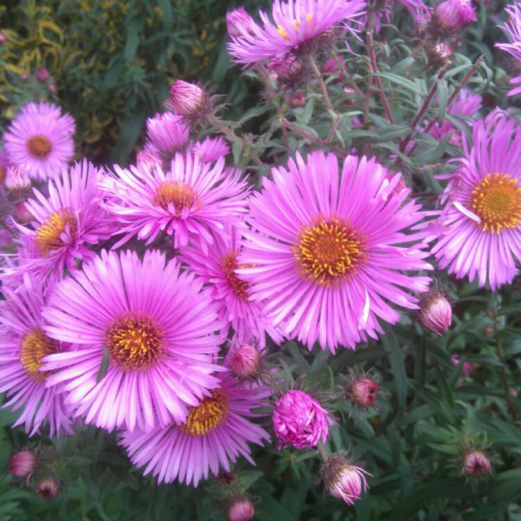 Plant image Aster alpinus 'Dunkle Shone' (Dark Beauty)