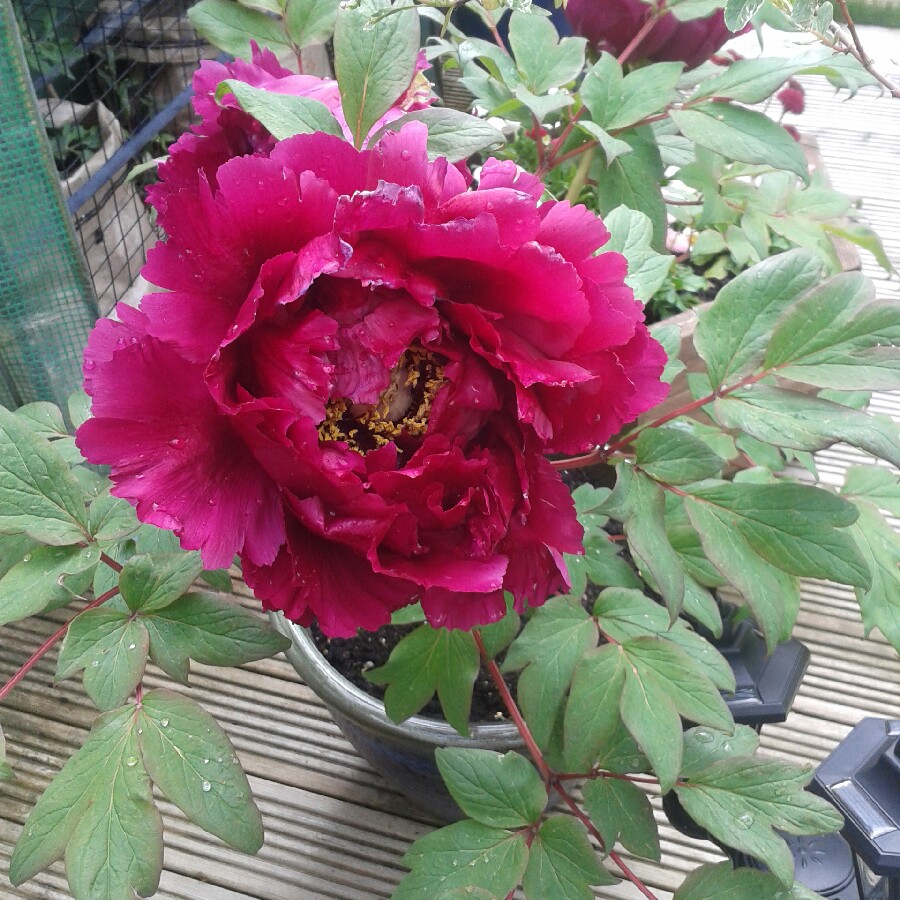 Peony