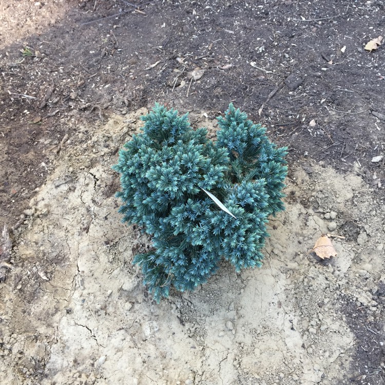 Plant image Juniperus squamata 'Blue Carpet'