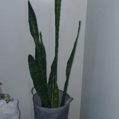 Snake Plant