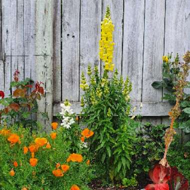 Snapdragon 'Floral Showers Mix'