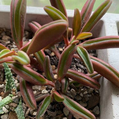 Peperomia Graveolens